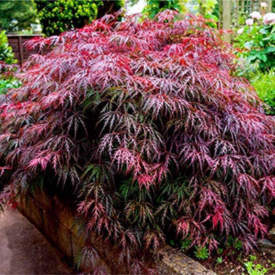 3 x Acer Plant Collection - 11cm Pots - Vars Like Atropurpureum - Orange Dream
