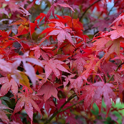 3 x Acer Plant Collection - 11cm Pots - Vars Like Atropurpureum - Orange Dream - 4