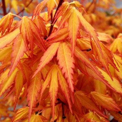 3 x Acer Plant Collection - 11cm Pots - Vars Like Atropurpureum - Orange Dream - 5