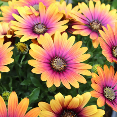 3 x African Daisy 'Osteospurmum' Purple Sun in 9cm Pots Garden Ready Established Plants for Patios