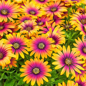 3 x African Daisy 'Osteospurmum' Purple Sun in 9cm Pots Garden Ready Established Plants for Patios