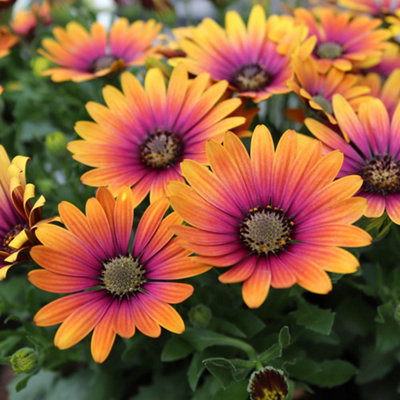 3 x African Daisy 'Osteospurmum' Purple Sun in 9cm Pots Garden Ready Established Plants for Patios