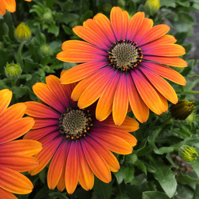 3 x African Daisy 'Osteospurmum' Purple Sun in 9cm Pots Garden Ready Established Plants for Patios - 7