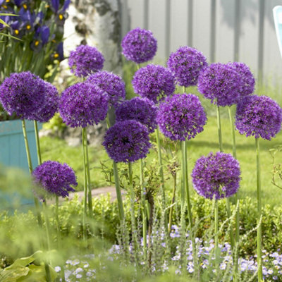 3 x Allium aflatunense 'Purple Sensation' in a 9cm Pot Garden Ready Plants Ready to Plant Our in Gardens and Plant Pots