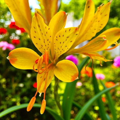 3 x Alstroemeria Glory of The Andes Bare Root - Yellow Peruvian Lily ...