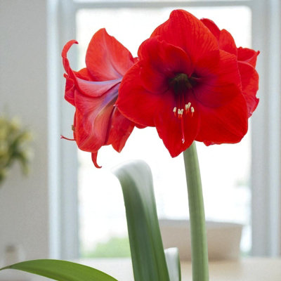 3 x Amaryllis Red Pride Bulb for Indoor Planting - Red Flowering ...