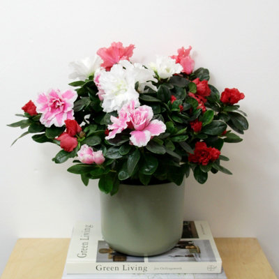 3 x Azalea Carnaval Quattro Indoor Flowering Plant - Live Potted Azalea in 12cm Pots - Easy to Care For Perfect for Gifting