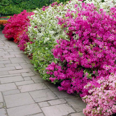 3 x Azalea Plants Including Geisha Orange - Purple - Red - Evergreen Shrubs