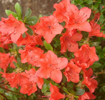 3 x Azalea Plants Including Geisha Orange - Purple - Red - Evergreen Shrubs - 3