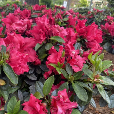 3 x Azalea Plants Including Geisha Orange - Purple - Red - Evergreen Shrubs - 4