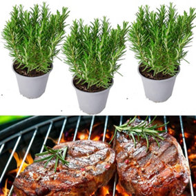 3 x Barbeque Rosemary Herb Plants in 9cm Pots - Fresh BBQ Rosemary Plants