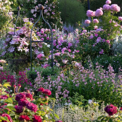 3 x Bare Root Roses Nurserymans Collection - Mixed Rose Bush Climbing ...