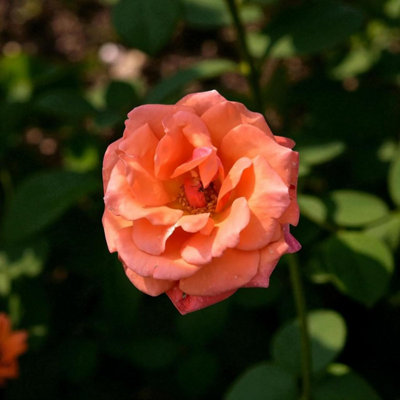 3 x Beautiful Britain Bare Root Rose - A Graded Classic Fragrant ...