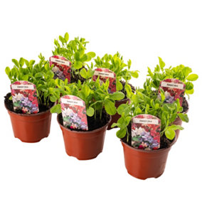 3 x Bedding Plants Sweet Pea Dwarf, Garden Bedding Baskets Pots Outdoor Annuals