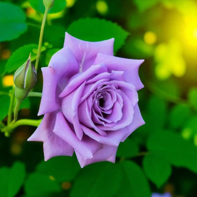 3 x Blue Moon Bare Root Rose - A Graded Fragrant, Hardy & Repeat ...