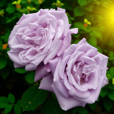 3 x Blue Moon Bare Root Rose - A Graded Fragrant, Hardy & Repeat ...