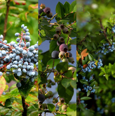 3 x Blueberry Vaccinium Plants inc Vars Like Bluecrop - Patriot - Sunshine Blue