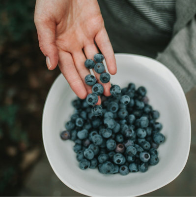 3 x Blueberry Vaccinium Plants inc Vars Like Bluecrop - Patriot - Sunshine Blue