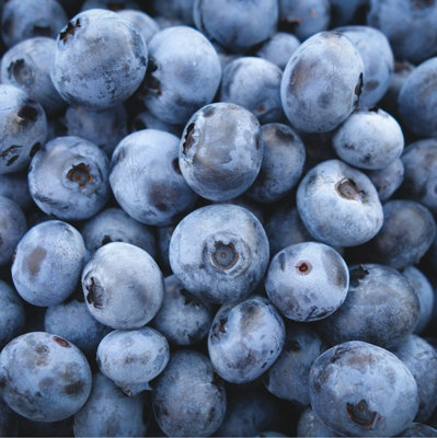 3 x Blueberry Vaccinium Plants inc Vars Like Bluecrop - Patriot - Sunshine Blue - 3