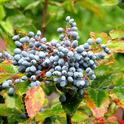 3 x Blueberry Vaccinium Plants inc Vars Like Bluecrop - Patriot - Sunshine Blue - 4