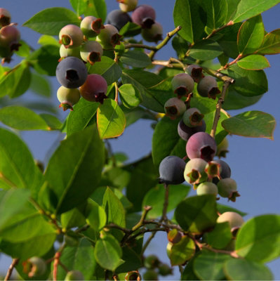 3 x Blueberry Vaccinium Plants inc Vars Like Bluecrop - Patriot - Sunshine Blue - 5