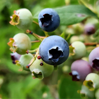 3 x Blueberry Vaccinium Plants inc Vars Like Bluecrop - Patriot - Sunshine Blue - 6