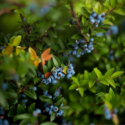3 x Blueberry Vaccinium Plants inc Vars Like Bluecrop - Patriot - Sunshine Blue - 7