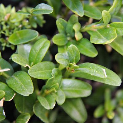 3 x Buxus Sempervirens in 9cm Pot - Common Box Hedging Plant ...