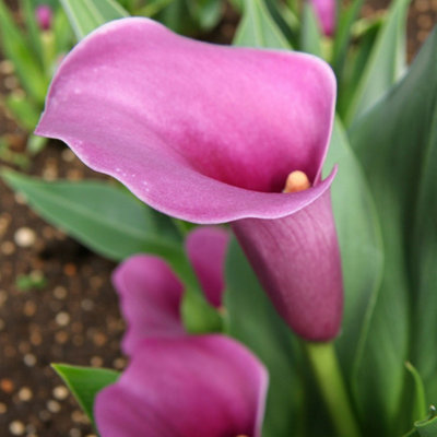 3 x Calla Lily Amethyst Bulbs - Purple Summer Flowering Zantedeschia Corms