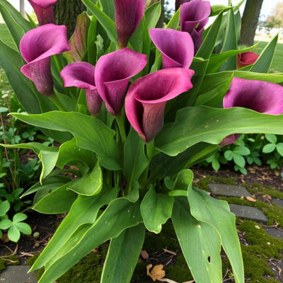3 x Calla Lily Amethyst Bulbs - Purple Summer Flowering Zantedeschia Corms