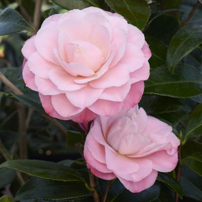 Plant In A Box - Mezcla De 3 Camellia Japonica (rosas Japonesas) En Maceta De 9 Cm, Altura 25-40 Cm, Ideal Para Jardín