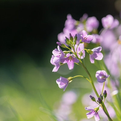 3 x Cardamine pratensis Pond Plant in 9cm Pot - Cuckoo Flower Live ...