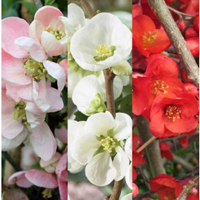3 x Chaenomeles Mix in 9cm Pots - Flowering Quince - Incs Varieties Like Jet Trail - Nivalis - Nicoline - Pink Trail - Lemon & Lim