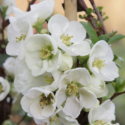 3 x Chaenomeles Mix in 9cm Pots - Flowering Quince - Incs Varieties Like Jet Trail - Nivalis - Nicoline - Pink Trail - Lemon & Lim - 3
