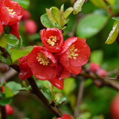 3 x Chaenomeles Mix in 9cm Pots - Flowering Quince - Incs Varieties Like Jet Trail - Nivalis - Nicoline - Pink Trail - Lemon & Lim - 4
