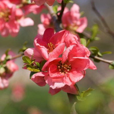 3 x Chaenomeles Mix in 9cm Pots - Flowering Quince - Incs Varieties Like Jet Trail - Nivalis - Nicoline - Pink Trail - Lemon & Lim - 5