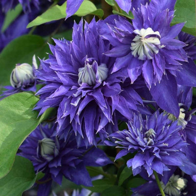 3 x Clematis Multi Blue in 9cm Pots - Flowering Climber - 25-40cm in Height