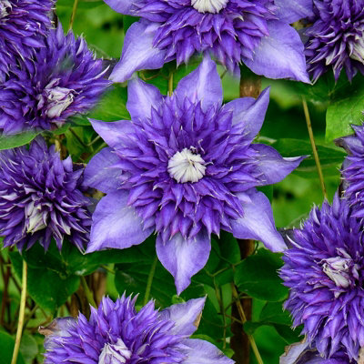3 x Clematis Multi Blue in 9cm Pots - Flowering Climber - 25-40cm in Height
