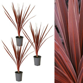 3 x Cordyline Torbay Red - 9cm Pots, Ready To Plant - Award Winning Variety