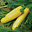 3 x Courgette 'Taxi F1' - Growing Plants in 9cm Pots - Perfect for Beginners
