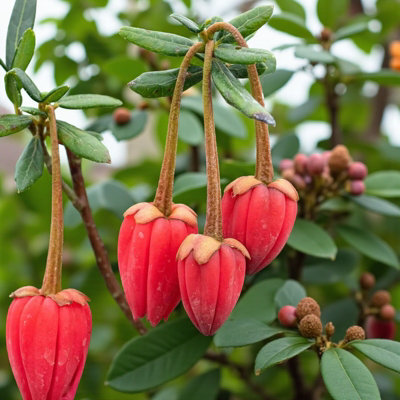 3 x Crinodendron Hookerianum Plant in 9cm Pot - Chilean Lantern Tree ...