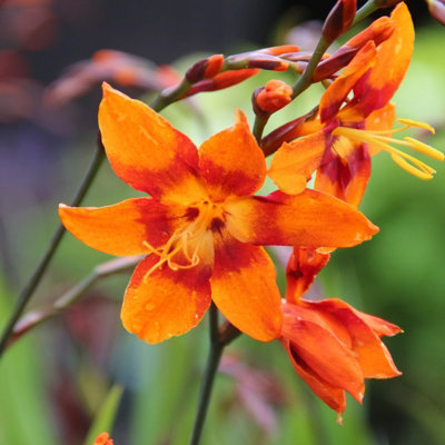 3 x Crocosmia Plant Mix in 9cm Pots - Mixed Varieties - Herbaceous Perennials - 3