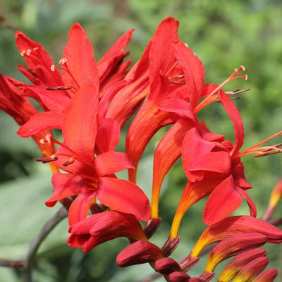 3 x Crocosmia Plant Mix in 9cm Pots - Mixed Varieties - Herbaceous Perennials - 4
