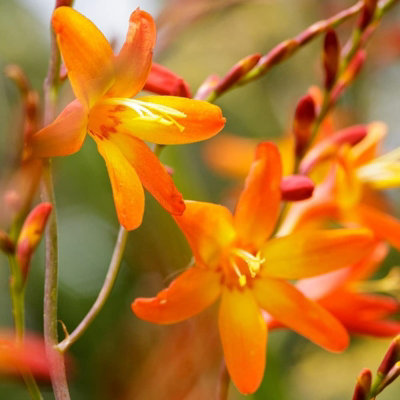 3 x Crocosmia Plant Mix in 9cm Pots - Mixed Varieties - Herbaceous Perennials - 5