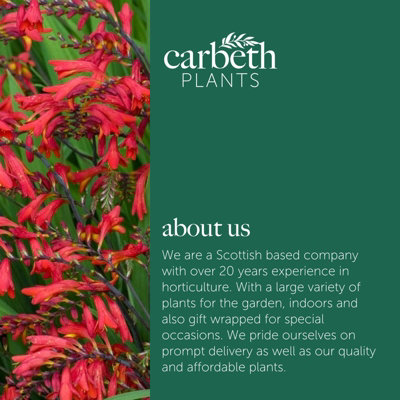 3 x Crocosmia Plant Mix in 9cm Pots - Mixed Varieties - Herbaceous Perennials - 8