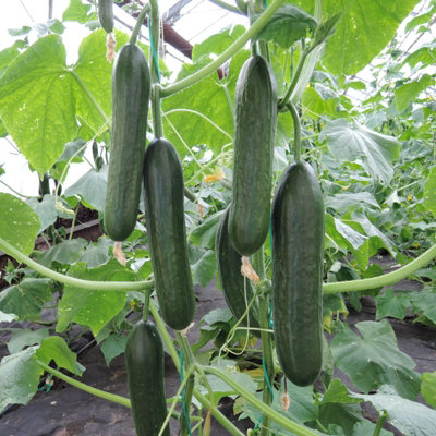 3 x Cucumber 'Femspot' - Growing Plants in 9cm Pots - Ideal for Beginners