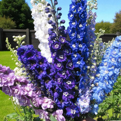 3 x Delphinium Pacific Giant Mix Bare Roots - Blue, White & Violet