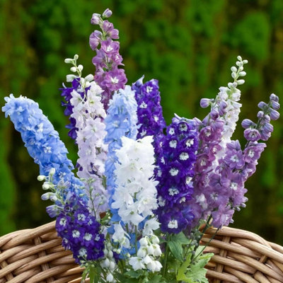 3 x Delphinium Pacific Giant Mix Bare Roots - Blue, White & Violet
