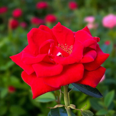 3 x Dizzy Heights Climbing Bare Root Rose - Fragrant, Hardy & Repeat ...