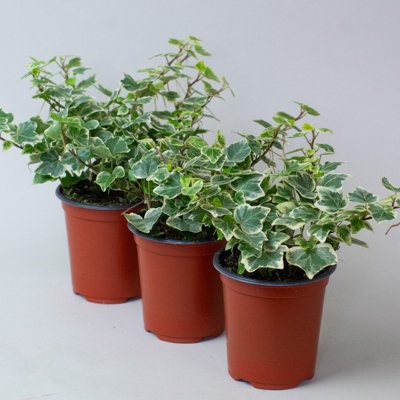 gummibaum glänzende blätter Gummibaum Robusta - Ficus elastica Robusta